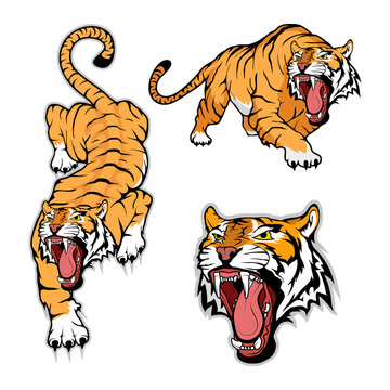 Tiger set, isolated on white background, colour illustration, suitable as logo or team mascot
