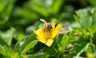 Pollination on flower by bee
