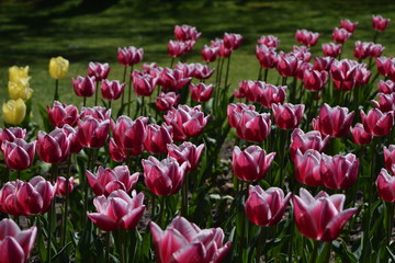 tulips