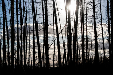 Obraz premium Tree Trunks and Sunlight