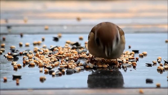 feeding wild sparrow bird, Passer montanus

