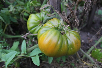 Green tomatoes growing on branches in arden 20399