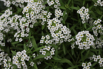 Background of white flowers alissum 20404