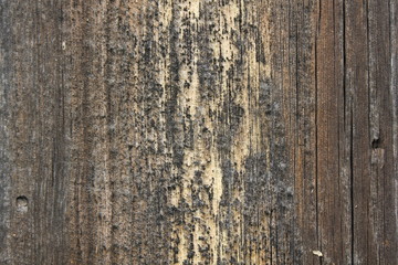 Fototapeta premium Texture of the old dry pine boards 20427