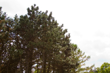 sea,beach,Crimea,Sudak,fortress,castle,Genoese fortress,Ukraine,mountains,cliffs,rocks, sea,sky,blue sky,sun,sea, stones,waves,spray,water,cat,gray cat,cat,smoothie,drink,glass,cherry,cocktail,Seagull