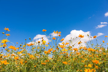 Fototapeta na wymiar Cosmos flowers in the garden with blue sky and clouds background in soft focus.