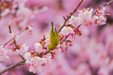 The Japanese White eye.The background is winter cherry blossoms. Located in Tokyo Prefecture Japan.