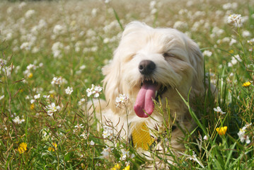 happy dog maltese at spring background