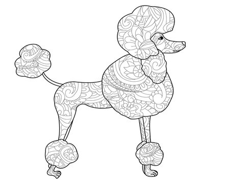 Poodle dog coloring vector for adults