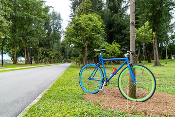colorful bicycle with green trees in a Park by the sea