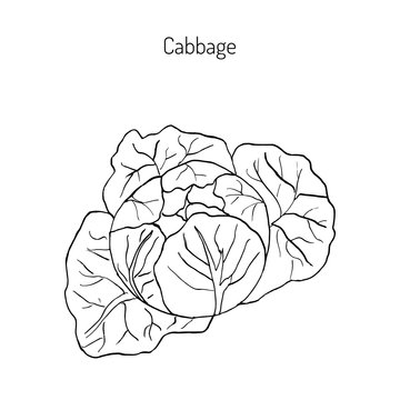 Cabbage - garden plant