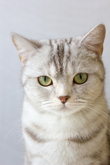 Portrait of grey britain cat.