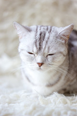 Portrait of britain cat over white background