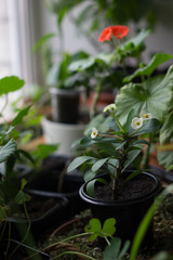 White flowers of euphorbia milii - popular home plant