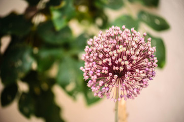 Mediterranean flowers