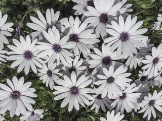 white flowers as a background