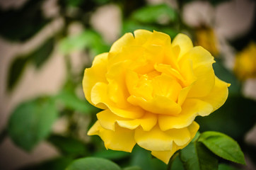 yellow rose
