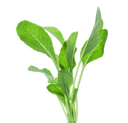 Obraz premium Choy Sum isolated on white background