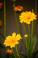 Mediterranean flowers