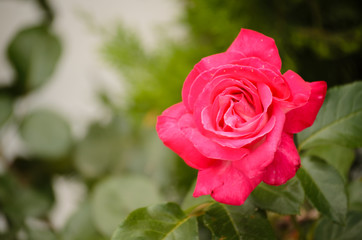 purple roses