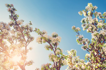 blurred apple tree background. Spring flowers on beautiful sunny day