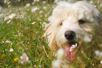 happy dog maltese  at spring background