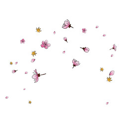 Beautiful explosion of cherry flowers