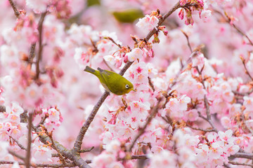 The Japanese White eye.The background is winter cherry blossoms. Located in Tokyo Prefecture Japan.