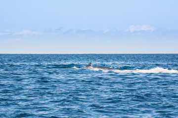 Pacific Ocean Whales