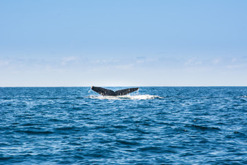 Fototapeta premium Pacific Ocean Whales