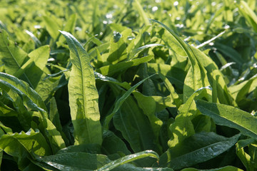 Arden lettuce farm background