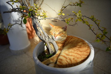 cat in pot enjoying the sun 