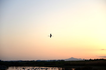 flamingo flying over oroklini lake at sunset