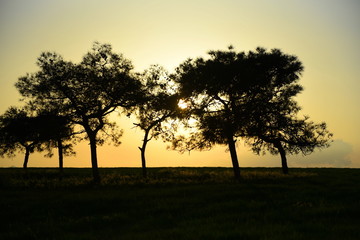 Fototapeta na wymiar sunset behind pinetrees in field of wheat 