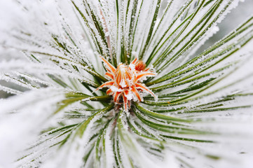 Frost covers the trees of dense fog in the fairy forest in winter.