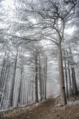 Frost covering trees in fairy forest in winter. The road disappears into the dense fog.