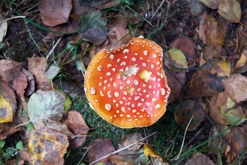 Red amanita. View from above.