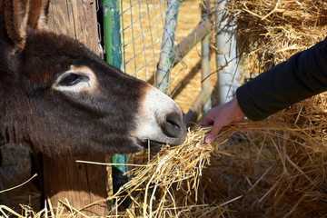 woman feeding straw to donkey in Cyprus 