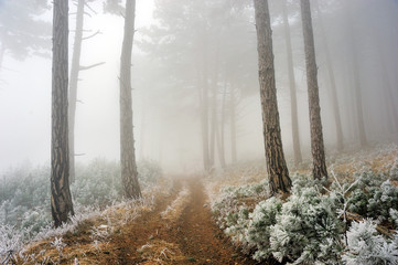 Frost covering trees in fairy forest in winter. The road disappears into the dense fog.