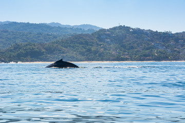 Fototapeta premium Pacific Ocean