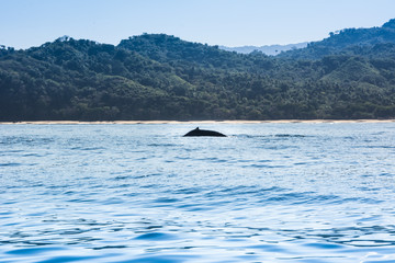 Fototapeta premium Pacific Ocean