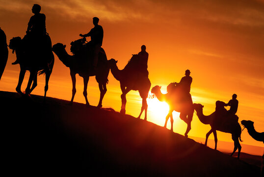Caravan of camels with tourist in the desert at sunset