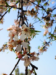 ramo di mandorlo fiorito