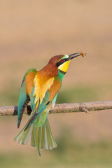 European bee-eater on a branch with an insect inside its beak (Merops apiaster), Po Valley, Italy