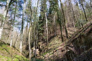 Wald im Frühjahr