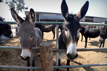 donkeys 