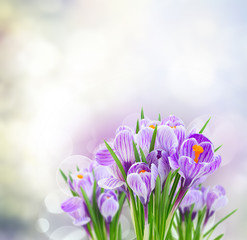 Violet crocus flowers on gray spring bokeh background
