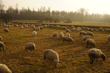 Fototapeta premium Schafherde auf Feld mit Wald im Hintergrund