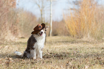 Border Collie Hund mit Cowboyhut