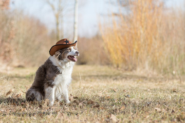 Border Collie Hund mnit Cowboyhut